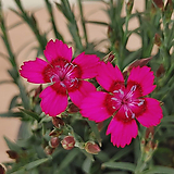 Dianthus repens Willd. 