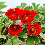 홍양지꽃(꽃대소품)-노지월동 잘 하고 사랑스러운 빨강색 꽃도 예쁘답니다.