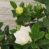 Gardenia jasminoides var. radicans(Thunb.)Makino 12 -