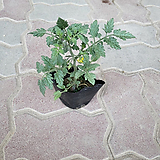 Solanum lycopersicum 1 2024