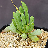 Pachyveria clavifolia (151)