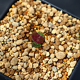 Conophytum pellucidum Makin's plum 770414