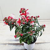 Fuchsia hybrida 