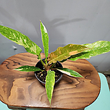 Philodendron Ring of fire golden ,C4366, 26cm,26cm,