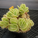 E. agavoides sp 4-1635