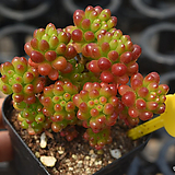 Sedum Rubrotinctum Redberry0417-1 0417-1