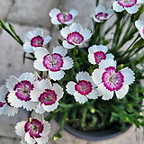 Dianthus repens Willd. /