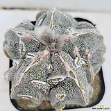 Mammillaria herrerae [] 50-0419