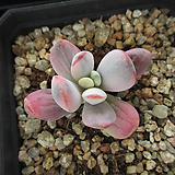 Cotyledon orbiculata cv variegated 29