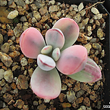 Cotyledon orbiculata cv variegated 38