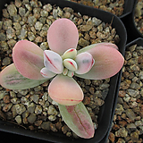 Cotyledon orbiculata cv variegated 92