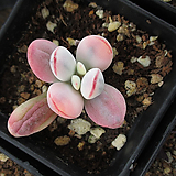 Cotyledon orbiculata cv variegated 70