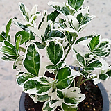 Euonymus japonica Albomarginata 