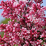 프레스토니아 라일락 미스 캐나다 C3 포트묘 향수라일락 향기 꽃나무 봄꽃 신품종