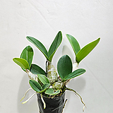 Dendrobium speciosum 
