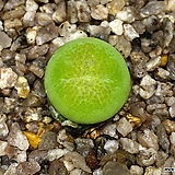Conophytum x pageae(코노피튬 파가에 교배종4.21)
