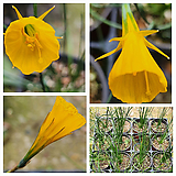 Narcissus tazetta var. chinensis --