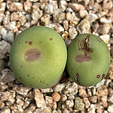 Conophytum pageae 