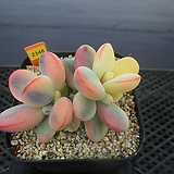 Cotyledon orbiculata cv variegated 4-2348