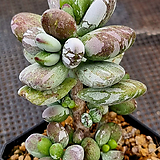 Cotyledon orbiculata cv variegated 