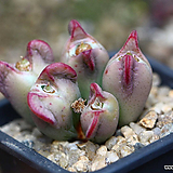 Conophytum bilobum C. bilobum-209