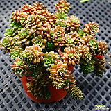 Cremnosedum Little Gem (Crassulaceae) 042221