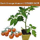 Dark Orange Muscat  다크오렌지 머스캣방울토마토  달콤한 희귀토마토 모종