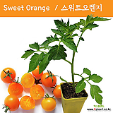 Sweet Orange   스위트오렌지 방울 토마토   모종  희귀 토마토 가보토마토