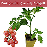 Solanum lycopersicum var. cerasiforme Pink Bumble Bee