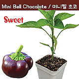 Mini Bell Chocolate 미니 벨  파프리카 고추 모종  희귀모종 희귀 고추  특수작물