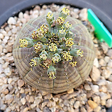 Euphorbia obesa (Baseball Plant)  04241