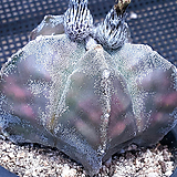 Astrophytum myriostigma Lemaire /