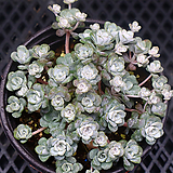 Sedum spathulifolium pruinosum 042518