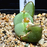 Conophytum bilobum-2두(코노피튬 빌로붐4.27)