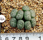 260 위트버젠스|Conophytum Wittebergense