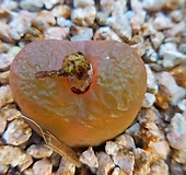 마우가니810|Conophytum maughanii