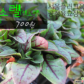 [허브여울모종] 적소렐모종 (Garden sorrel) 700원 - 서울육묘생산 허브여울판매 정품모종
