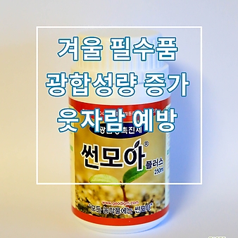 썬모아(겨울필수품,광합성량증가)