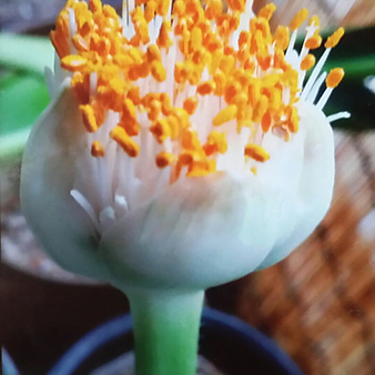 알비프로스.헤만투스.털군자란.밍크붓꽃(튤립형흰색꽃).꽃대있어요.