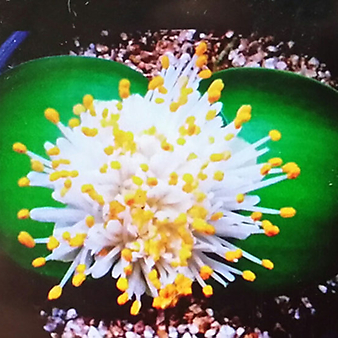 알비프로스.헤만투스.털군자란.밍크붓꽃(흰색꽃).개화주.