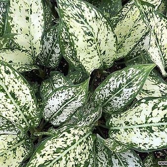 아글레오마 스노우사파이어 음직식물 수경재배 키우기쉬운식물