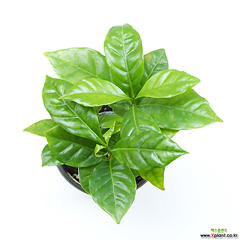 커피나무 실내공기정화식물 거실화분 인테리어식물 거실화분 플랜테리어 화초 관엽식물