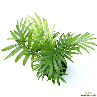 실내공기정화식물 거실화분 인테리어식물 거실화분 플랜테리어 화초 관엽식물 테이블야자 공기정화식물  