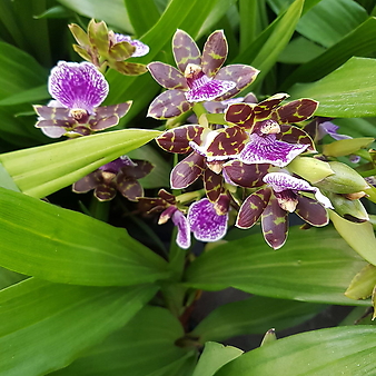 지고페탈륨35 - 보라색꽃