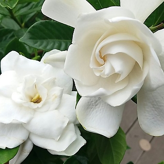 향기치자.하얀색의 예쁜꽃이 상큼한 향기가 너무 좋아요..