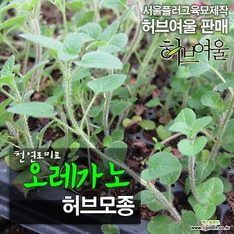 [허브여울모종] 오레가노모종 (천연조미료/노지월동) - 서울육묘생산 정품모종
