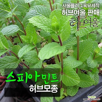 [허브여울모종] 스피아 민트 (식용허브티/노지월동) 2개 - 서울육묘생산 정품모종