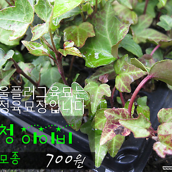 청아이비(ivy) 실내공기정화식물모종 700원 (단일품목 구매시 5천원 이상 배송가능)