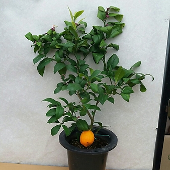 레몬나무