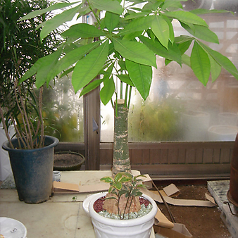 바키라나무-초미세먼지와 공기정화에 탁월한파키라